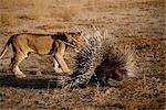 Lion Cub Investigating Porcupine