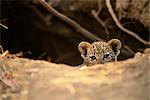 Portrait of Leopard Cub