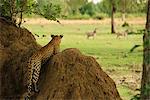 Leopard Watching Zebras