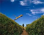 Leopard Jumping