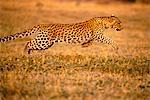 Leopard Running