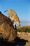 Tiger Sprung nach unten von Boulder, Karoo, Südafrika