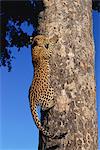 Leopard Climbing Tree Trunk, Londolozi Game Reserve, South Africa