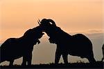 Silhouette of Two Elephants Trunk Wrestling