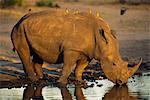 Rhinoceros at Watering Hole with Tickbirds Perched On Its Back