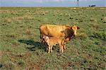 Mère et le veau dans le champ, North West Province, Afrique du Sud