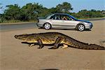 Personnes dans la voiture, je regarde le Crocodile, le Parc National Kruger Mpumalanga, Afrique du Sud