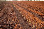 Corn Field, North West Province, South Africa