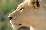 Portrait of White Lioness