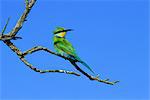 Green Bee-Eater on Branch