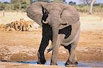 Elephant at Watering Hole