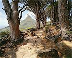 Pfad im Wald, Gipfel des Lion's Head im Hintergrund, Cape Town, Western Cape, Südafrika