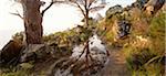 Path in Forest, Summit of Lion's Head in Background, Cape Town, Western Cape, South Africa