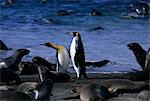 Roi pingouins et phoques, île de Géorgie du Sud, Antarctique