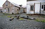 Dichtungen an verlassenen Whaling Station, South Georgia Island, Antarktis