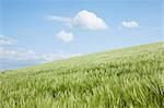 Hill with field of long grass, Padstow, Cornwall, England, UK