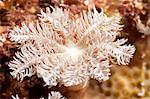 Flower soft coral (Clavularia sp.), Sulawesi, Indonesia, Southeast Asia, Asia