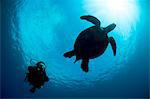 Hawksbill turtle (Eretmochelys imbricata) and diver, Sulawesi, Indonesia, Southeast Asia, Asia