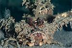 Les rascasses Ambon (Pteroidichthys amboinensis), Sulawesi (Indonésie), Asie du sud-est, Asie