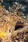 Hairy frogfish (Antennarius striatus), Sulawesi, Indonesia, Southeast Asia, Asia