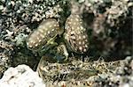 Olive coloured mantis shrimp (Gonodactylus platysoma), Sulawesi, Indonesia, Southeast Asia, Asia