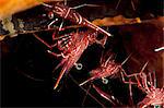 Hinge beak shrimp (Rhynchocinete durbanensis), Sulawesi, Indonesia, Southeast Asia, Asia