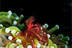 Orangutan crab (Achaeus japonicus) a decorator crab, Sulawesi, Indonesia, Southeast Asia, Asia