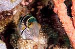 Mimic filefish (Paraluteres prionurus) minics black saddled toby, Sulawesi, Indonesia, Southeast Asia, Asia