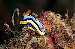 Nudibranch (Chromodoris annae), Sulawesi, Indonesia, Southeast Asia, Asia