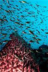 Scène de récif avec une éponge vase et banc de poissons, Thaïlande, Asie du sud-est, Asie