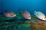 Three golden rabbitfish (Siganus guttatus) feeding, Thailand, Southeast Asia, Asia