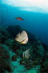 Golden spadefish (Platax boersii), Thailand, Southeast Asia, Asia