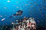 Diver swimming through a school of fish, Thailand, Southeast Asia, Asia