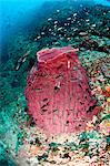 Giant barrel sponge, Thailand, Southeast Asia, Asia