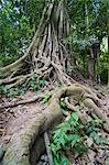 Vieux tordu des racines dans la forêt à la Kuang Si Waterfalls, Luang Prabang, Laos, SIndochina, Asie du sud-est, Asie