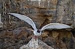 Swallow-tailed gull (Creagrus furcatus), Genovesa Island, Galapagos Islands, UNESCO World Heritge Site, Ecuador, South America