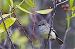 Adult warbler finch (Certhidea olivacea), Santiago Island, Galapagos Islands, UNESCO World Heritge Site, Ecuador, South America