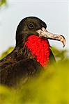 Erwachsener männlicher Bindenfregattvogel (Fregata minor), Genovesa Island, Galapagos-Inseln, Heritge der UNESCO, Ecuador, Südamerika