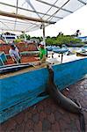 Local fish market, Puerto Ayora, Santa Cruz Island, Galapagos Island Archipelago, Ecuador, South America