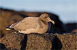 Lava gull (leucophaeus fuliginosus), Cerro Brujo, San Cristobal Island, Galapagos Islands, UNESCO World Heritage Site, Ecuador, South America