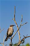 Galapagos-Spottdrossel (Mimus Parvulus), Genovesa Island, Galapagos-Inseln, UNESCO World Heritage Site, Ecuador, Südamerika