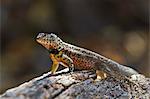 Lava lizard (Microlophus spp), Santa Cruz Island, Galapagos Islands, UNESCO World Heritage Site, Ecuador, South America