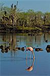 Flamant rose (Phoenicopterus ruber), Cerro Dragon, île de Santa Cruz, aux îles Galapagos, patrimoine mondial de l'UNESCO, Equateur, Amérique du Sud