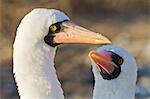 Nazca booby (Sula grantii), Punta Suarez, Santiago Island, Galapagos Islands, UNESCO World Heritage Site, Ecuador, South America