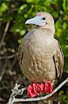 Red-footed  booby (Sula sula), Genovesa Island,  Galapagos Islands, UNESCO World Heritage Site, Ecuador, South America