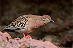 Galapagos dove (Zenaida galapagoensis), Espanola Island, Galapagos Islands, UNESCO World Heritage Site, Ecuador, South America