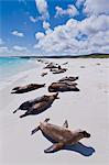 Galapagos sea lions (Zalophus wollebaeki), Gardner beach, Santiago Island, Galapagos Islands, UNESCO World Heritage Site, Ecuador, South America