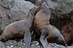Galapagos fur seals (Arctocephalus galapagoensi), Isabela Island, Galapagos Islands, UNESCO World Heritage Site, Ecuador, South America