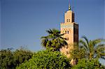 Le minaret de la Koutoubia, entouré de palmiers, Marrakech, Maroc, Afrique du Nord, Afrique