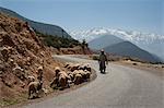 Un homme de troupeaux de moutons sur une route avec la neige capped montagnes de l'Atlas dans le fond, l'Afrique du Nord, Maroc